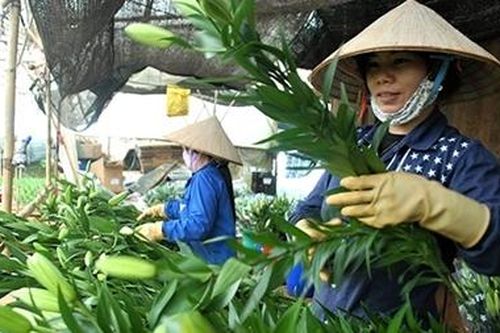 Chuyện mưu sinh trên đất ngàn hoa