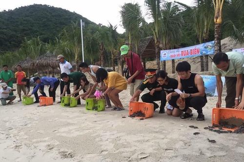 Quản lý, bảo tồn rùa biển