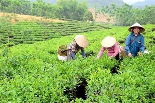 Tuyên Quang: HTX liên kết đào tạo, giải quyết việc làm