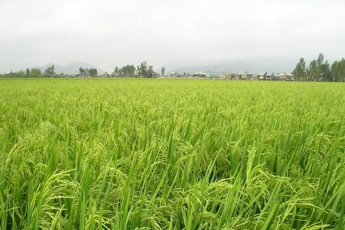 Hướng dẫn thời vụ và cơ cấu giống lúa cho sản xuất năm 2020