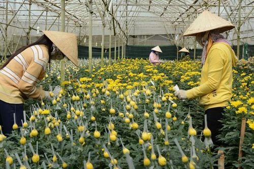 Vất vả ''xứ người'' mùa hoa Tết