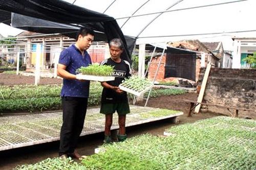 Ứng dụng tiến bộ kỹ thuật sản xuất rau giống trên khay tại Yên Ninh