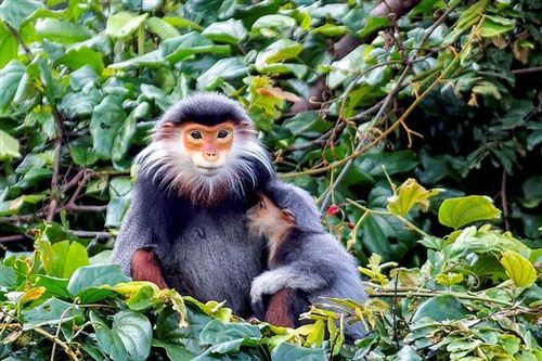 Hơn 9,2 tỉ đồng đầu tư bảo tồn loài Chà vá chân nâu trên địa bàn tỉnh