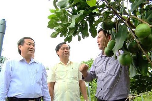Dự kiến cuối năm 2019 sẽ thu hoạch 90 ha cây mắc ca