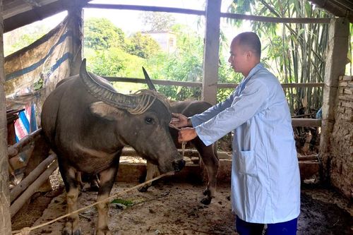 Tiêm phòng vụ Thu - Đông: Gặp khó do dịch tả lợn châu Phi bủa vây