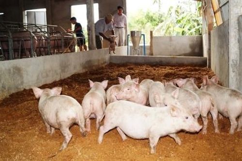 Đẩy mạnh chăn nuôi sinh học