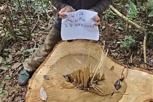 Truy băt nhóm lâm tặc chặt hạ 9 cổ thụ rừng tự nhiên Di Linh