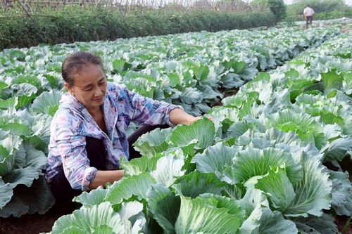 Toàn thành phố gieo trồng được 18.353ha cây vụ đông 2019