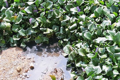 Nước hồ đen kịt, cá chết bốc mùi hôi thối do Cty gia cầm Hòa Phát Phú Thọ xả thải