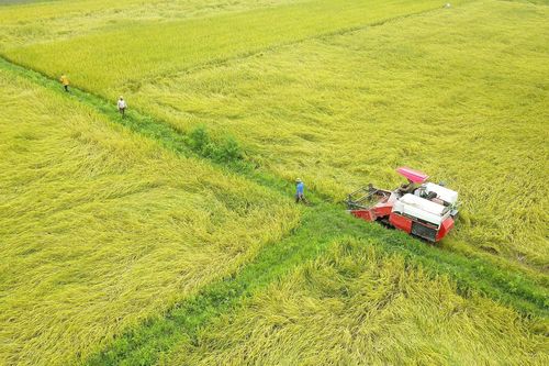 Miền Bắc phấn đấu đạt sản lượng lúa Đông Xuân hơn 7 triệu tấn