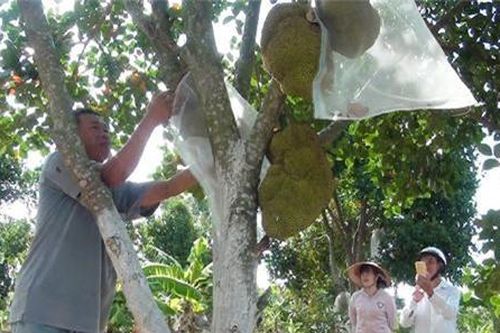 Phú Yên: Trồng thứ mít lạ không hạt trên đồi hoang, hiệu quả kinh tế cao