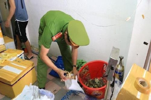 Đà Nẵng: Phát hiện tôm hùm bơm tạp chất để tăng trọng, giữ tươi