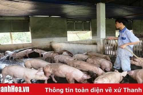Tăng cường chỉ đạo chăn nuôi theo hướng an toàn sinh học