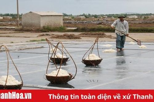 Toàn tỉnh có 2.783 lao động nghề muối
