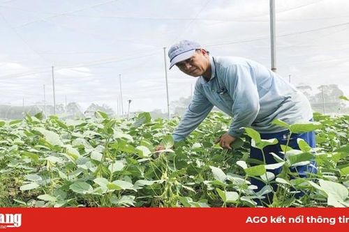 Mạnh dạn chuyển đổi sản xuất, nâng cao thu nhập