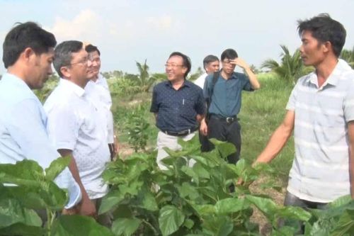 Kbang: Nông dân liên kết trồng hơn 60 ha dâu nuôi tằm