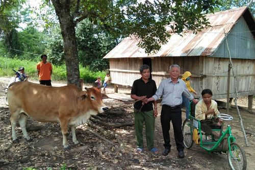 Tặng bò giống sinh sản cho người nghèo khuyết tật huyện Kông Chro