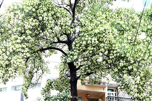 Mùa hoa sữa về