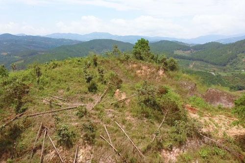 Xử lý nghiêm trách nhiệm tập thể, cá nhân để mất rừng