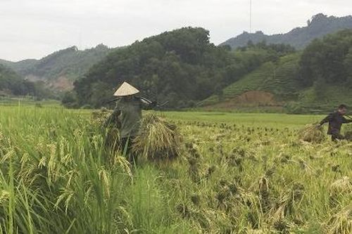 Kết quả dồn đổi ruộng đất ở Yên Lập