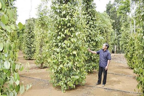 Tập trung phục hồi vườn hồ tiêu