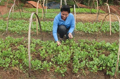 Yên Châu chuẩn bị vào vụ đông