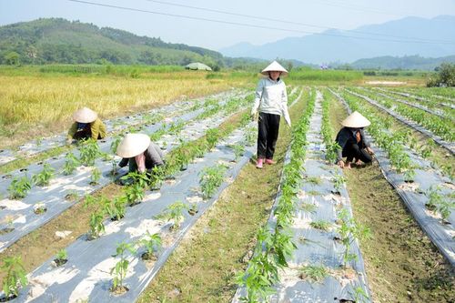 Đất Tuân Lộ không nghỉ