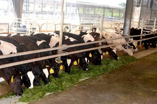 Tái cơ cấu ngành nông nghiệp: Những bước tiến vững chắc