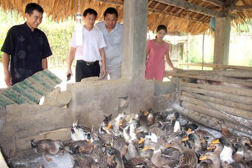 Nâng cao giá trị vịt bầu Chiêm Hóa