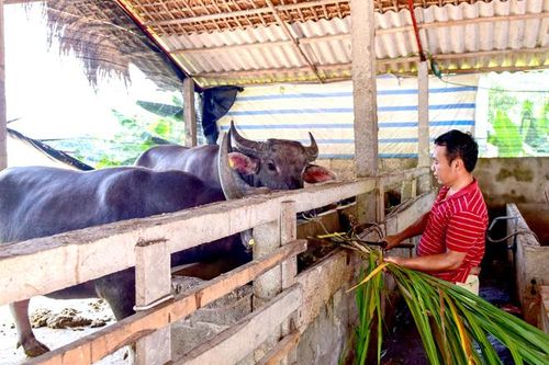 Liên kết chăn nuôi trâu, bò thịt vỗ béo giúp nông dân nâng cao thu nhập