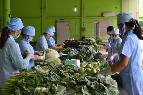Gỡ khó cho rau an toàn