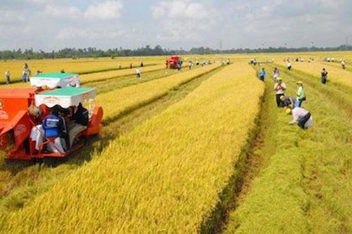 Đề xuất tiêu chí xác định nhà đầu tư tích tụ đất đai sản xuất nông nghiệp