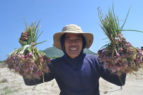 Lý Sơn thắng đậm mùa hành