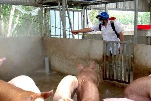 Cà Mau chi hơn 40 tỷ đồng cho công tác phòng chống dịch tả lợn châu Phi