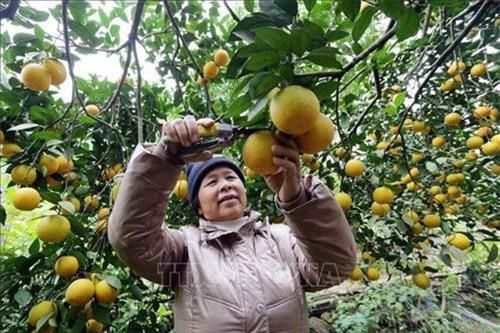 Quảng Trị: Trồng cam hữu cơ ở vùng gò đồi xã Hải Phú cho thu nhập cao