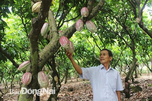 Xây dựng vùng chuyên canh ca cao lớn nhất Đồng Nai