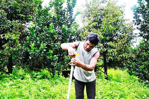 Phát triển các loại cây trồng có hiệu quả cao