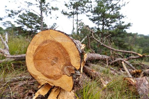 Khẩn trương xử lý vụ phá rừng tại Tiểu khu 225