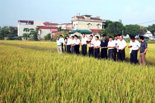 Ngành Nông nghiệp nỗ lực đạt mục tiêu tăng trưởng