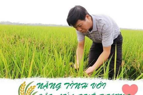 Nặng tình với cây lúa quê hương
