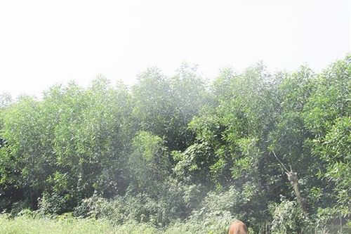 Đakrông chú trọng phát triển kinh tế lâm nghiệp
