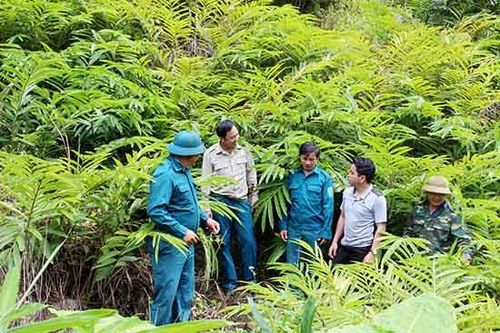 '5 có, 5 không' trong đồng bào dân tộc Mông ở Quỳnh Nhai