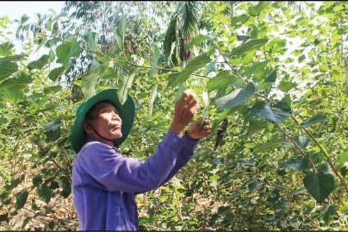 Kinh tế Dâu tằm bén duyên đất Phong Hiền