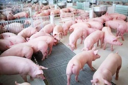 Cần thận trọng trong tái đàn lợn sau dịch tả Châu Phi