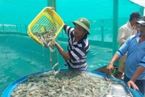 Bạc Liêu: Phấn đấu xuất khẩu thủy sản đạt 1 tỷ USD