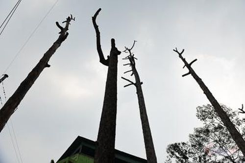 Hàng loạt cây cổ thụ 'chết đứng' ở công viên Văn Lang Sài Gòn