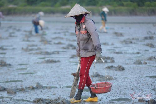 Đội nắng vác mai đi đào 'vàng biển', mỗi ngày thu tiền triệu