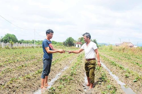 'Đánh cược' với khoai lang Nhật