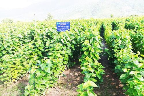 Xã Ninh Thượng: Nông dân lập tổ trồng dâu nuôi tằm