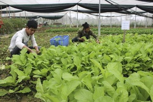 Hội LHTN huyện Gia Viễn: Đồng hành với thanh niên trong khởi nghiệp, lập nghiệp